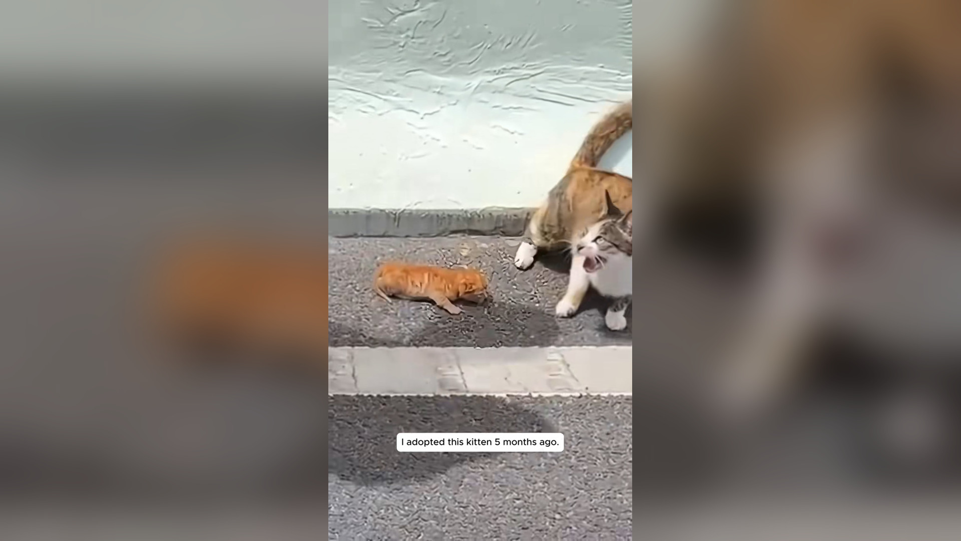 I adopted this kitten 5 months ago #rescue #rescueanimals #cat #catso...