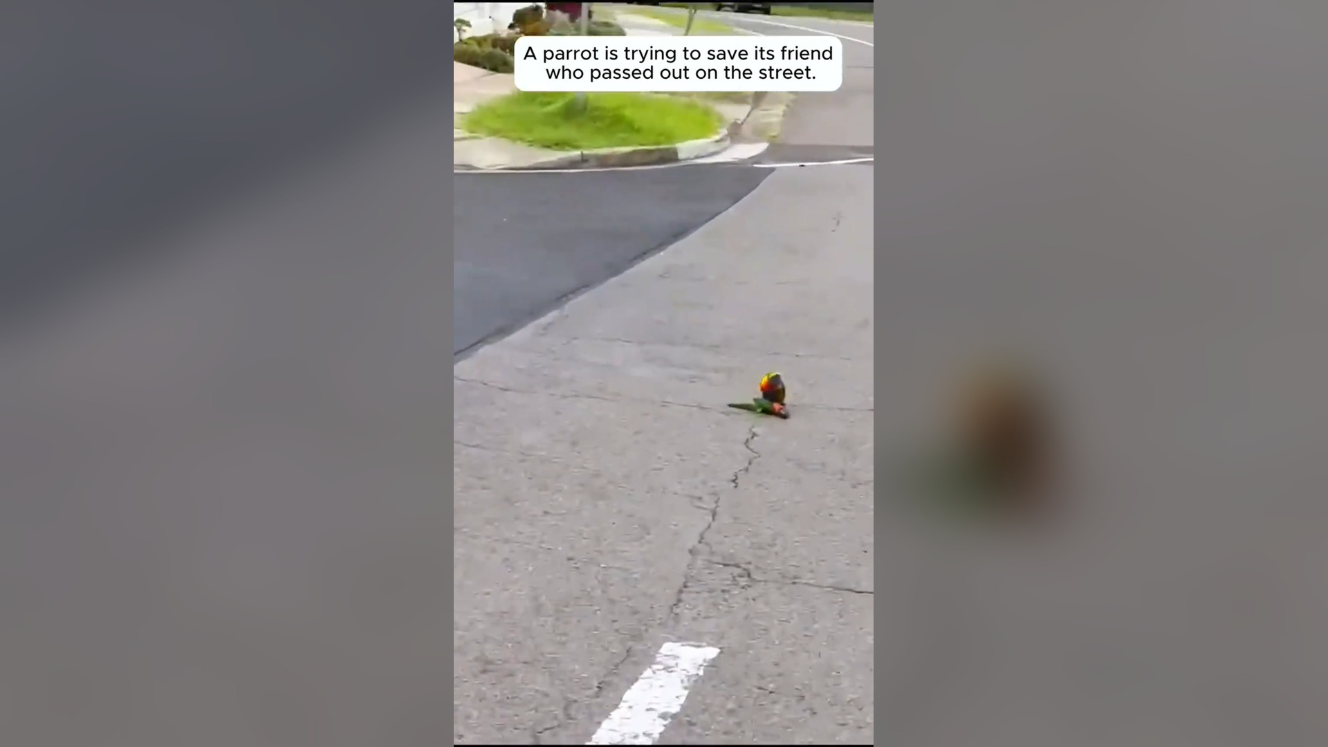 A parrot is trying to save it's friend and I help him #animals #rescu...